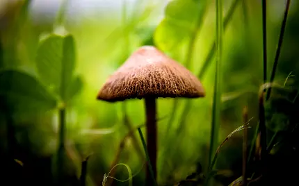 قارچ رشد کرده کوچولو در جنگل طبیعی 