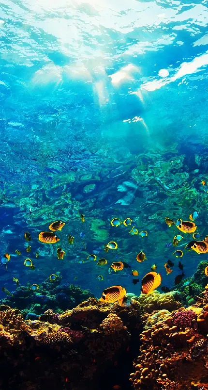 تصویر زمینه زیر آب یک شبکه گسترده و پیچیده از زندگی
