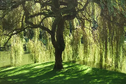 تصویر پس زمینه درخت بید با کيفيت فوق العاده برای لپ تاپ