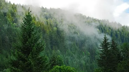 عکس جنگل کاج ابری مناسب دسکتاپ علاقه مندان به طبیعت
