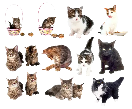 عکس PNG پی ان جی گربه های واقعی در یک قاب با کیفیت 4K 