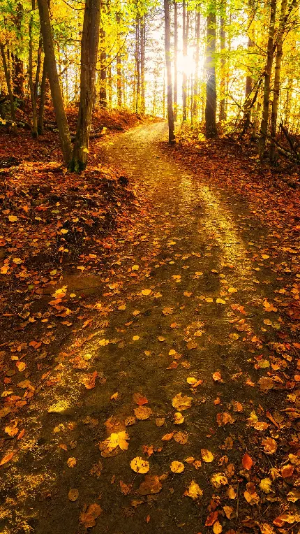 تصویر زمینه پرکاربرد در فصل پاییز در طرح جنگل برای گوشی 