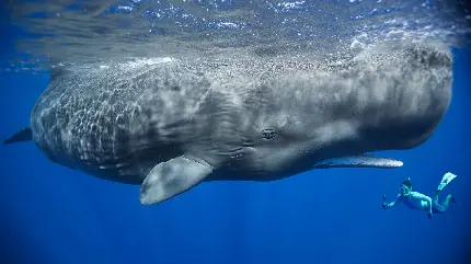پس زمینه نهنگ اسپرم گوژپشت یا نهنگ کوهان‌ دار در نزدیکی سطح آب اقیانوس