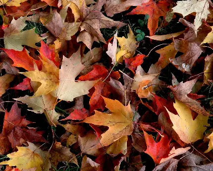 بک گراند برگ های خشک و زرد پاییزی برای تبلت