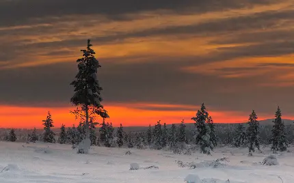 عکس شیک و تک از منظره و زمین پوشیده از برف در طبیعت 