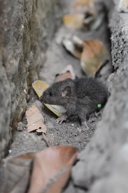 عکس گرفته شده از موش خاکستری خوشگل در طبیعت آزاد