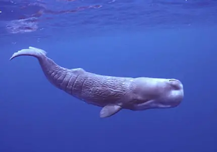 عکس نهنگ اسپرم سر سفید رنگ چهارگوش و آرواره‌ پایین بسیار باریک