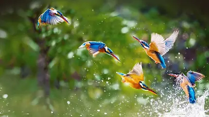 تصویر زمینه جالب از پرواز و آبتنی پرنده ها در طبیعت 