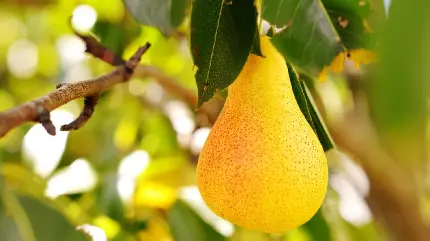 عکس استوک درخت گلابی برای استوری پیج های پخت مربای میوه