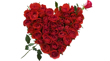 زیباترین عکس گل رز قرمز