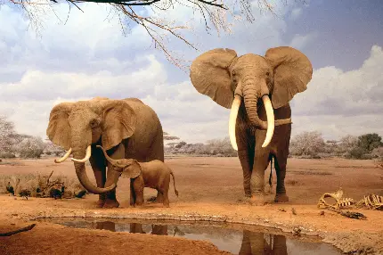 عکس پروفایل فیل های آفریقا حیوانات تابستانی حیات وحش آفریقا