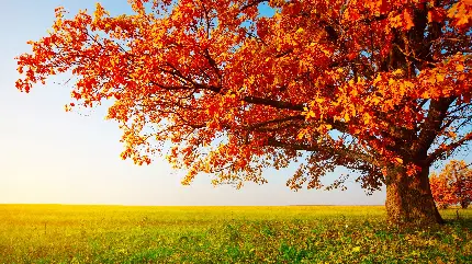 برگ های پژمرده قرمز پاییزی روی درخت بلوط تنها