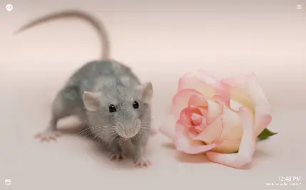 والپیپر قشنگ از موش طوسی شبیه موش سرآشپز در دنیای واقعی