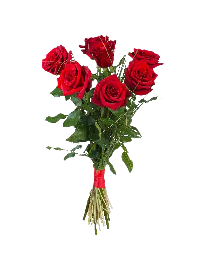 زیباترین عکس گل رز قرمز