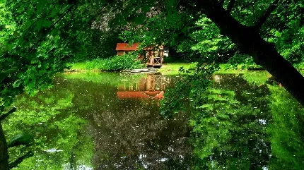 دانلود عکس زمینه ساده و بدون افکت برای انواع گوشی طرح جنگل کونگو 