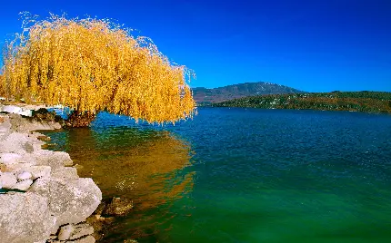 عکس پروفایل درخت بید مجنون کنار دریاچه شفاف آبی