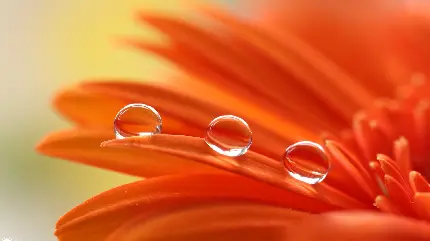 تصویر زمینه قطره های متحرک باران روی سطح لغزنده گلبرگ گل نارنجی