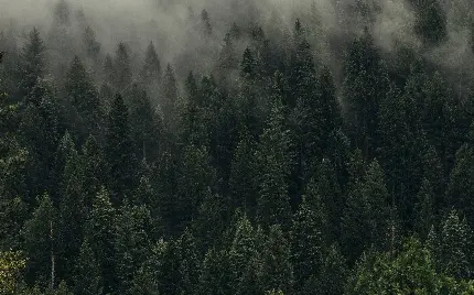 عکس پروفایل درخت های کاج بزرگ در جنگل پوشیده از مه تاریک