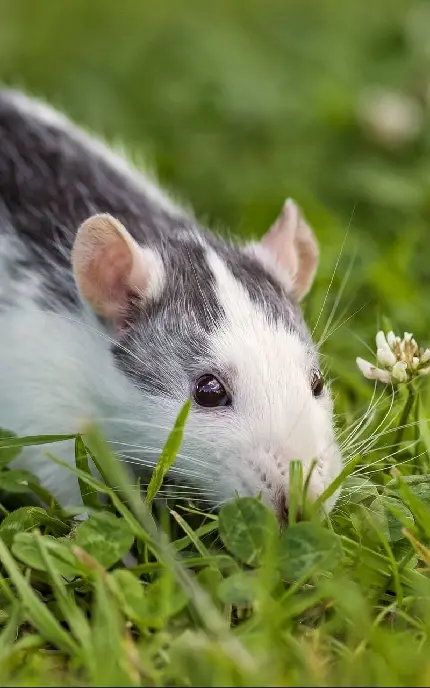 گوگولی ترین موش و همستر دنیا در طبیعت برای عکس پروفایل تلگرام و واتساپ 