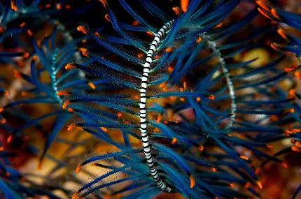 عکس دریای مرجانی زیر آب استوایی شقایق ها و اسکلراکتینین مرجان قارچ