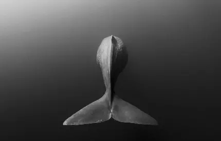 عکس استوک نهنگ عنبر یا اسپرم بزرگ‌ ترین نهنگ دندان ‌دار در اعماق زیر دریایی