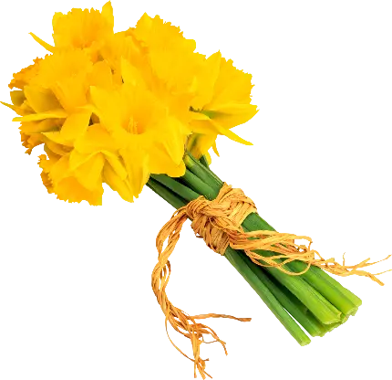 دانلود عکس png دسته گل زیبا جدید به رنگ زرد انرژی بخش