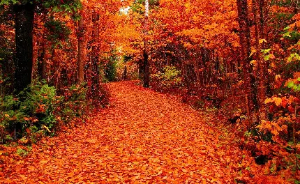 خوشگل ترین استوک پاییز از جنگل و برگ های درحال ریزش
