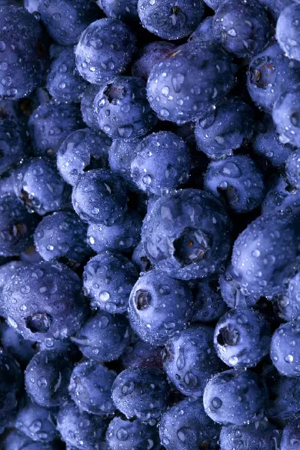 بک گراند تبلت از میوه بلوبری blueberry باران خورده و تازه