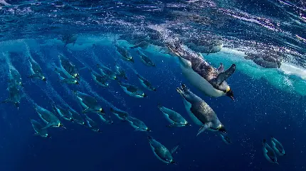دانلود والپیپر پنگوئن های در حال شنا برای دسکتاپ 