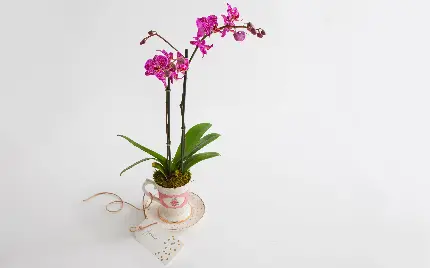 والپیپر شیک از گل ارکیده مصنوعی در گلدان لاکچری و خوشگل