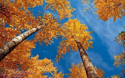 عکس استوک زاویه پایین از جنگل جوان راش زرد پاییزی 