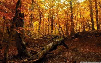 استوک با وضوح بالا از جنگل مرموز در فصل رنگ ها پاییز