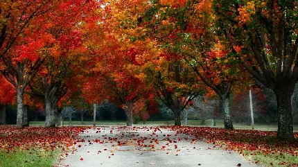 عکس پاییزی وزش ناگهانی باد بی رحمانه در  شکوه بی کران اندوه 