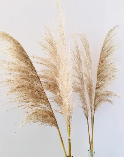 عکس پروفایل از پامپاس cortaderia selloana گیاه محبوب