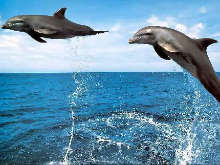 والپیپر با کیفیت از دلفین ها درحال شنا و بازی 