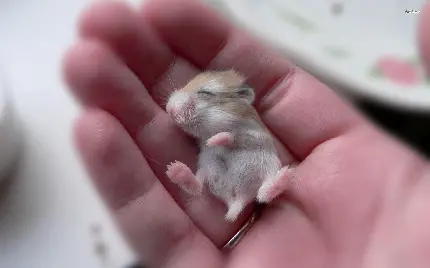 عکس بامزه از موش خیلی کوچک خوابیده در وسط دست انسان