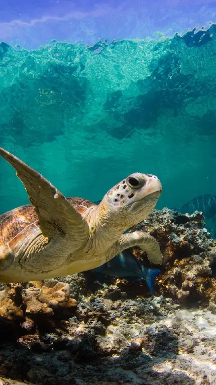عکس استوک لاکپشت دریایی زیر آب با چهره ای درهم کشیده و خسته