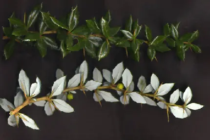 عکس با کیفیت دو نمونه گیاه زرشک با برگ های سفید و سبز