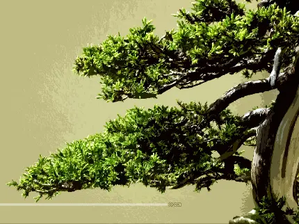 عکس پروفایل درخت بونسای از نزدیک برای شبکه های اجتماعی
