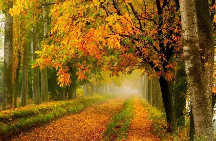 والپیپر طعم و رنگ پیاده روی در جاده خاکی زیر دالان و تونل رؤیایی برگ های نارنجی پاییزی