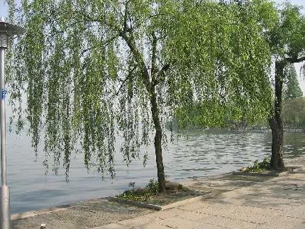 عکس بید مجنون در پیاده رو خیابان با چشم انداز دریاچه