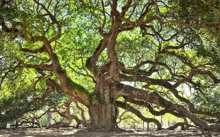 تصاویر درخت بلوط oak tree با ظاهر باشکوه و فوق العاده زیبا