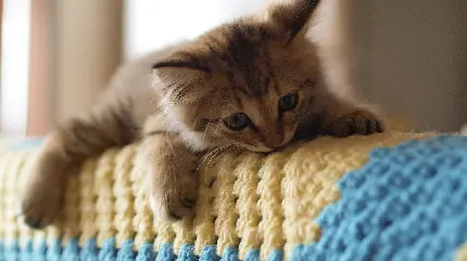 والپیپر زیبای گربه کیوت و بامزه مخصوص لپتاپ 
