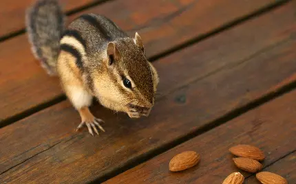 جدیدترین والپیپر سمورچه یا موش خرمای زمینی از جوهره