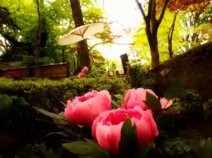 عکس استوک قشنگ از چتر ژاپنی سفید کنار گل های پیونی