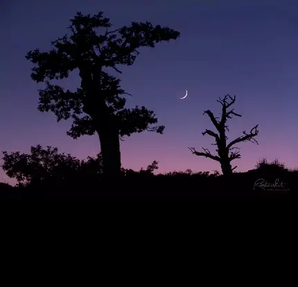 عکس برای پروفایل شب یلدا