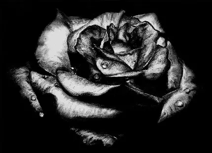 عکس پروفایل سیاه و سفید گل رز نقاشی شده به سبک گوتیک