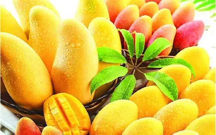 تصاویر انبه یکی از خوشمزه ترین میوه های استوایی در جهان