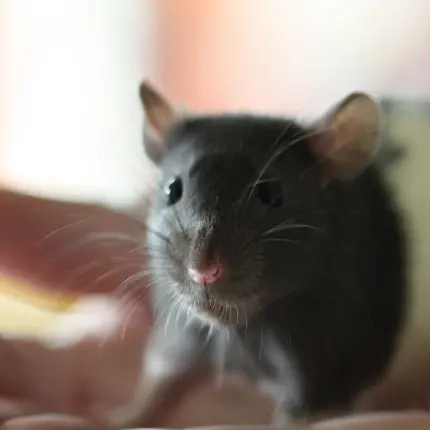 دانلود عکس جالب و دیدنی موش واقعی شبیه کاراکتر موش سر آشپز 
