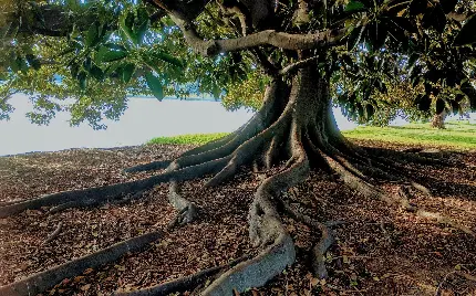 عکس با کیفیت عالی از تنه درخت کهنسال با ریشه های بیرون از خاک